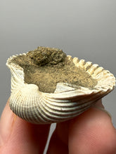 Load image into Gallery viewer, Bivalve (Pelecypoda) Fossil Sea Shell with Chalcopyrite | Mineralized Fossil Specimen | Indonesia