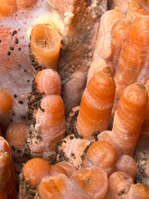 Load image into Gallery viewer, “Goblin Chalcedony” Pink & Orange Druzy Botryoidal Stalactites — Tichka Massif, High Atlas, Morocco