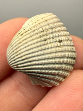 Load image into Gallery viewer, Bivalve (Pelecypoda) Fossil Sea Shell with Chalcopyrite | Mineralized Fossil Specimen | Indonesia