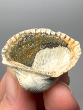 Load image into Gallery viewer, Bivalve (Pelecypoda) Fossil Sea Shell with Chalcopyrite | Mineralized Fossil Specimen | Indonesia