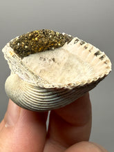 Load image into Gallery viewer, Bivalve (Pelecypoda) Fossil Sea Shell with Chalcopyrite | Mineralized Fossil Specimen | Indonesia