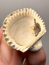 Load image into Gallery viewer, Bivalve (Pelecypoda) Fossil Sea Shell with Chalcopyrite | Mineralized Fossil Specimen | Indonesia