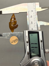 Load image into Gallery viewer, Agatized Gastropod Fossil Specimen | Morocco