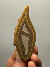 Load image into Gallery viewer, Stromatolite Fossil Slice | Ancient Microbial Reef Structure | Morocco