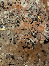 Load image into Gallery viewer, Natural Botryoidal Goethite on Druzy Amethyst Cluster | Collector Mineral Specimen | Morocco