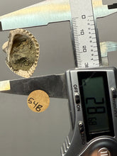 Load image into Gallery viewer, Bivalve (Pelecypoda) Fossil Sea Shell with Chalcopyrite | Mineralized Fossil Specimen | Indonesia