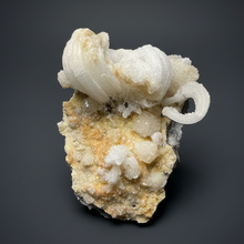 Load image into Gallery viewer, Moroccan Ram’s Horn Selenite (Gypsum) Crystal Display Specimen
