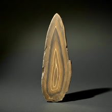 Load image into Gallery viewer, Stromatolite Fossil Slice | Ancient Microbial Reef Structure | Morocco