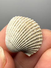 Load image into Gallery viewer, Bivalve (Pelecypoda) Fossil Sea Shell with Chalcopyrite | Mineralized Fossil Specimen | Indonesia