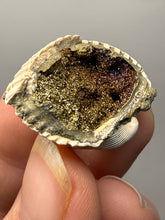 Load image into Gallery viewer, Bivalve (Pelecypoda) Fossil Sea Shell with Chalcopyrite | Mineralized Fossil Specimen | Indonesia