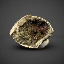 Load image into Gallery viewer, Bivalve (Pelecypoda) Fossil Sea Shell with Chalcopyrite | Mineralized Fossil Specimen | Indonesia