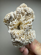 Load image into Gallery viewer, Desert Rose Selenite (Gypsum) — Mineral Display Specimen | Mexico