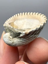 Load image into Gallery viewer, Bivalve (Pelecypoda) Fossil Sea Shell with Chalcopyrite | Mineralized Fossil Specimen | Indonesia