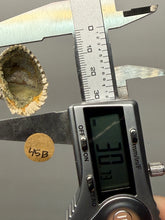 Load image into Gallery viewer, Bivalve (Pelecypoda) Fossil Sea Shell with Chalcopyrite | Mineralized Fossil Specimen | Indonesia