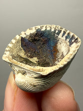 Load image into Gallery viewer, Bivalve (Pelecypoda) Fossil Sea Shell with Chalcopyrite | Mineralized Fossil Specimen | Indonesia