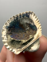 Load image into Gallery viewer, Bivalve (Pelecypoda) Fossil Sea Shell with Chalcopyrite | Mineralized Fossil Specimen | Indonesia