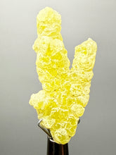 Load image into Gallery viewer, Vibrant Yellow Brucite Thumbnail Mineral Specimen | Collector Crystal from Killa Saifullah District in Balochistan Province, Pakistan