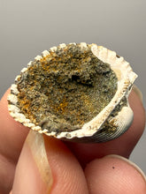 Load image into Gallery viewer, Bivalve (Pelecypoda) Fossil Sea Shell with Chalcopyrite | Mineralized Fossil Specimen | Indonesia