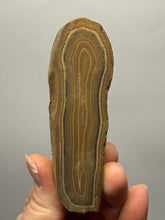 Load image into Gallery viewer, Stromatolite Fossil Slice | Ancient Microbial Reef Structure | Morocco