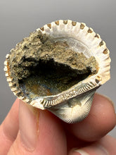 Load image into Gallery viewer, Bivalve (Pelecypoda) Fossil Sea Shell with Chalcopyrite | Mineralized Fossil Specimen | Indonesia