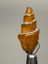 Load image into Gallery viewer, Agatized Gastropod Fossil Specimen | Morocco
