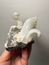 Load image into Gallery viewer, RARE COMBO Moroccan Ram’s Horn Selenite (Gypsum) with Yellow Botryoidal Fluorite Display Specimen