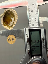 Load image into Gallery viewer, Bivalve (Pelecypoda) Fossil Sea Shell with Chalcopyrite | Mineralized Fossil Specimen | Indonesia