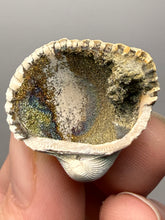 Load image into Gallery viewer, Bivalve (Pelecypoda) Fossil Sea Shell with Chalcopyrite | Mineralized Fossil Specimen | Indonesia