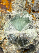 Load image into Gallery viewer, High-Grade Green Wavellite Collectors Specimen - Radiating Botryoidal Crystal Formation - Arkansas, USA