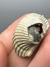 Load image into Gallery viewer, Bivalve (Pelecypoda) Fossil Sea Shell with Chalcopyrite | Mineralized Fossil Specimen | Indonesia
