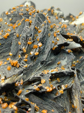 Load image into Gallery viewer, Natural Vanadinite on Matrix | Collector Mineral Specimen | Morocco