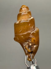 Load image into Gallery viewer, Agatized Gastropod Fossil Specimen | Morocco