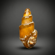 Load image into Gallery viewer, Agatized Gastropod Fossil Specimen | Morocco