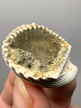 Load image into Gallery viewer, Bivalve (Pelecypoda) Fossil Sea Shell with Chalcopyrite | Mineralized Fossil Specimen | Indonesia