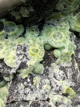 Load image into Gallery viewer, High-Grade Green Wavellite Collectors Specimen - Radiating Botryoidal Crystal Formation - Arkansas, USA