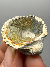 Load image into Gallery viewer, Bivalve (Pelecypoda) Fossil Sea Shell with Chalcopyrite | Mineralized Fossil Specimen | Indonesia