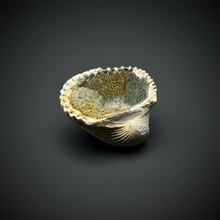 Load image into Gallery viewer, Bivalve (Pelecypoda) Fossil Sea Shell with Chalcopyrite | Mineralized Fossil Specimen | Indonesia