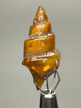 Load image into Gallery viewer, Agatized Gastropod Fossil Specimen | Morocco