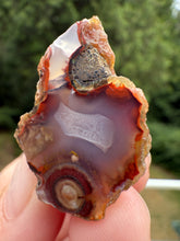 Load image into Gallery viewer, Rare Moroccan Orbicular Agate Collected by Indigenous Nomads | Ancient Beauty from the Sahara