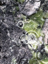 Load image into Gallery viewer, High-Grade Green Wavellite Collectors Specimen - Radiating Botryoidal Crystal Formation - Arkansas, USA