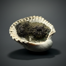 Load image into Gallery viewer, Bivalve (Pelecypoda) Fossil Sea Shell with Chalcopyrite | Mineralized Fossil Specimen | Indonesia