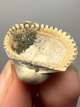 Load image into Gallery viewer, Bivalve (Pelecypoda) Fossil Sea Shell with Chalcopyrite | Mineralized Fossil Specimen | Indonesia