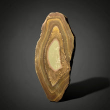 Load image into Gallery viewer, Stromatolite Fossil Slice | Ancient Microbial Reef Structure | Morocco