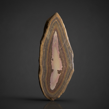 Load image into Gallery viewer, Stromatolite Fossil Slice | Ancient Microbial Reef Structure | Morocco