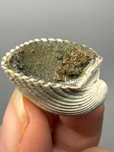 Load image into Gallery viewer, Bivalve (Pelecypoda) Fossil Sea Shell with Chalcopyrite | Mineralized Fossil Specimen | Indonesia