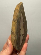 Load image into Gallery viewer, Stromatolite Fossil Slice | Ancient Microbial Reef Structure | Morocco