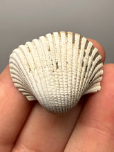 Load image into Gallery viewer, Bivalve (Pelecypoda) Fossil Sea Shell with Chalcopyrite | Mineralized Fossil Specimen | Indonesia