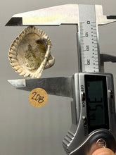 Load image into Gallery viewer, Bivalve (Pelecypoda) Fossil Sea Shell with Chalcopyrite | Mineralized Fossil Specimen | Indonesia