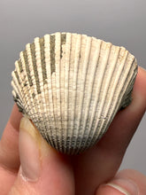 Load image into Gallery viewer, Bivalve (Pelecypoda) Fossil Sea Shell with Chalcopyrite | Mineralized Fossil Specimen | Indonesia
