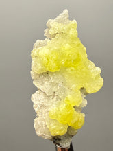 Load image into Gallery viewer, Vibrant Yellow Brucite Thumbnail Mineral Specimen | Collector Crystal from Killa Saifullah District in Balochistan Province, Pakistan